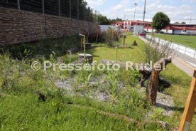 18.07.24 VfB Stuttgart Vorstellung Biodiversitäts-Lehrpfad